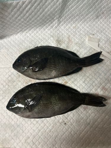 メジナの釣果