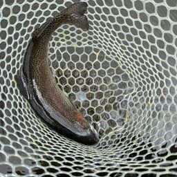 レインボートラウト