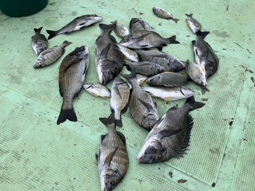 チヌの釣果