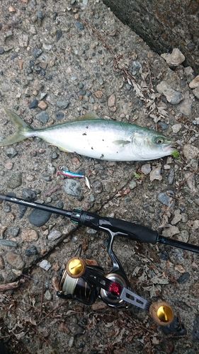 コゾクラの釣果