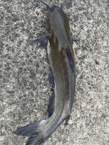 アメリカナマズの釣果