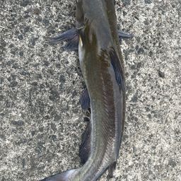 アメリカナマズ