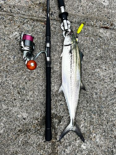 サゴシの釣果