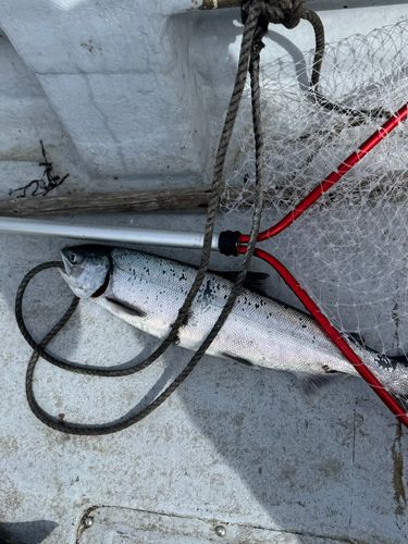 アキアジの釣果