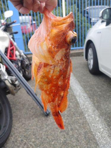 柏崎沖