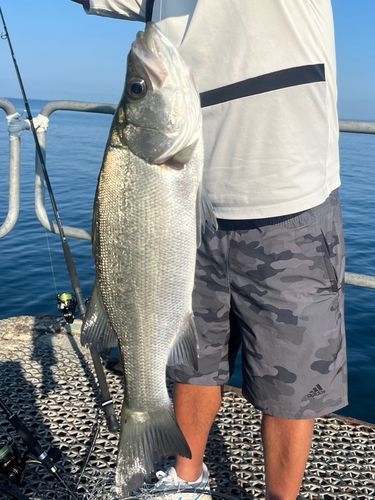 ヒラスズキの釣果