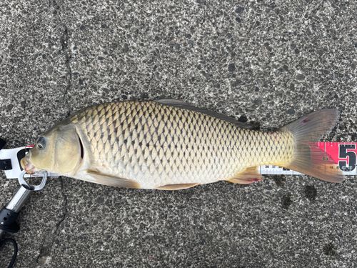 コイの釣果