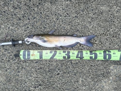 アメリカナマズの釣果