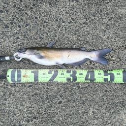 アメリカナマズ