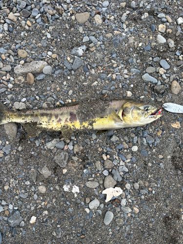 アキアジの釣果