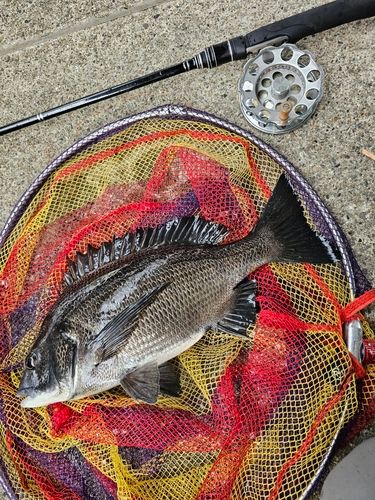 クロダイの釣果