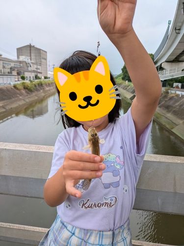 ハゼの釣果
