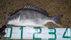 キビレの釣果