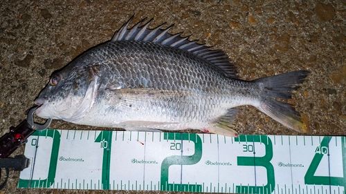 キビレの釣果