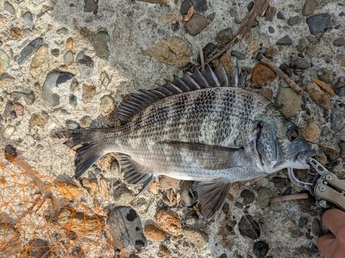クロダイの釣果