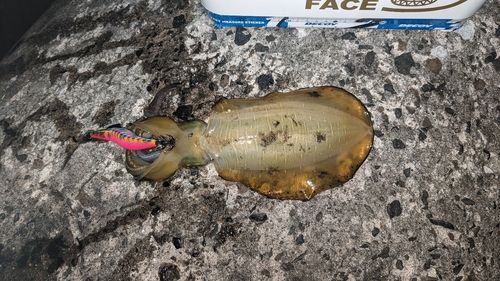 アオリイカの釣果