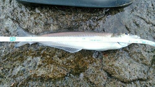 シロギスの釣果