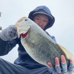 ブラックバス