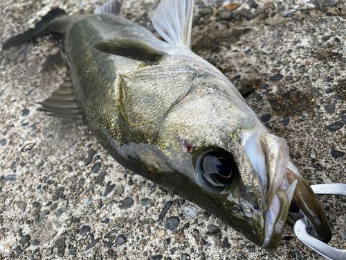 スズキの釣果