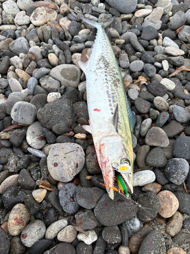 サゴシの釣果