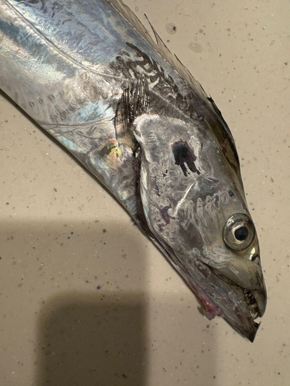 Sea🎣saaaaa〜さんの釣果 3枚目の画像