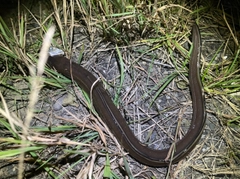 マアナゴの釣果