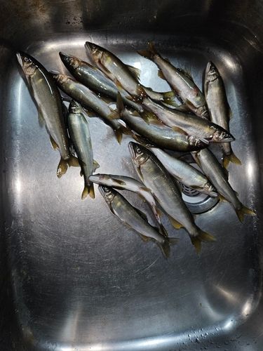アユの釣果