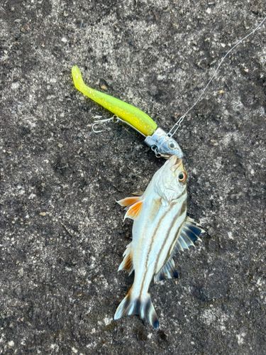 コトヒキの釣果