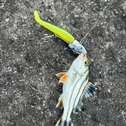 コトヒキ