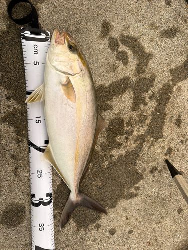 ネリゴの釣果