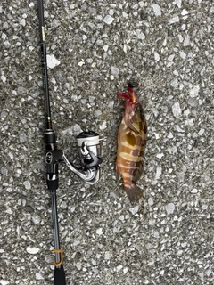 アカハタの釣果