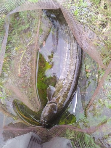 ナマズの釣果