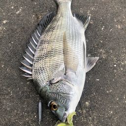 クロダイ