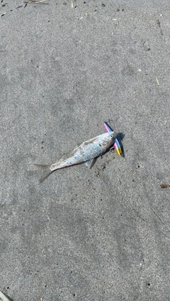 コノシロの釣果