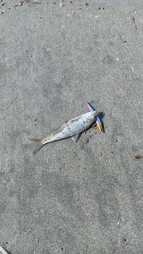コノシロの釣果