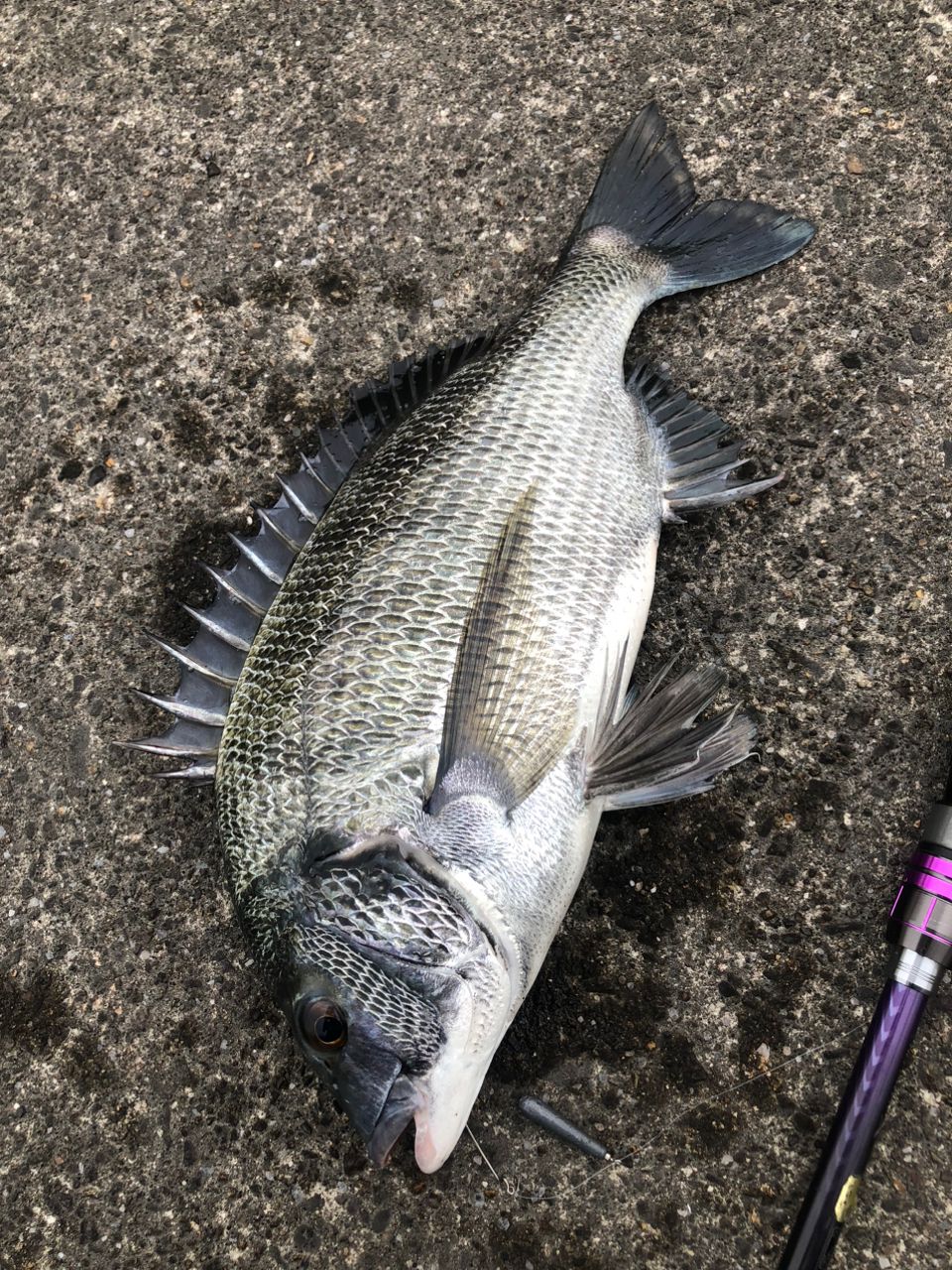 ≪'20年6月新商品！≫ シマノ ブレニアス BB S70ML 〔仕舞寸法 109.5cm〕 ≪\u002720年6月新商品！≫ シマノ ブレニアス BB S70ML 〔仕舞寸法 109.5