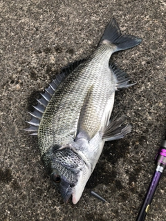 クロダイの釣果