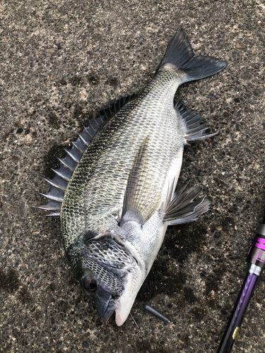クロダイの釣果