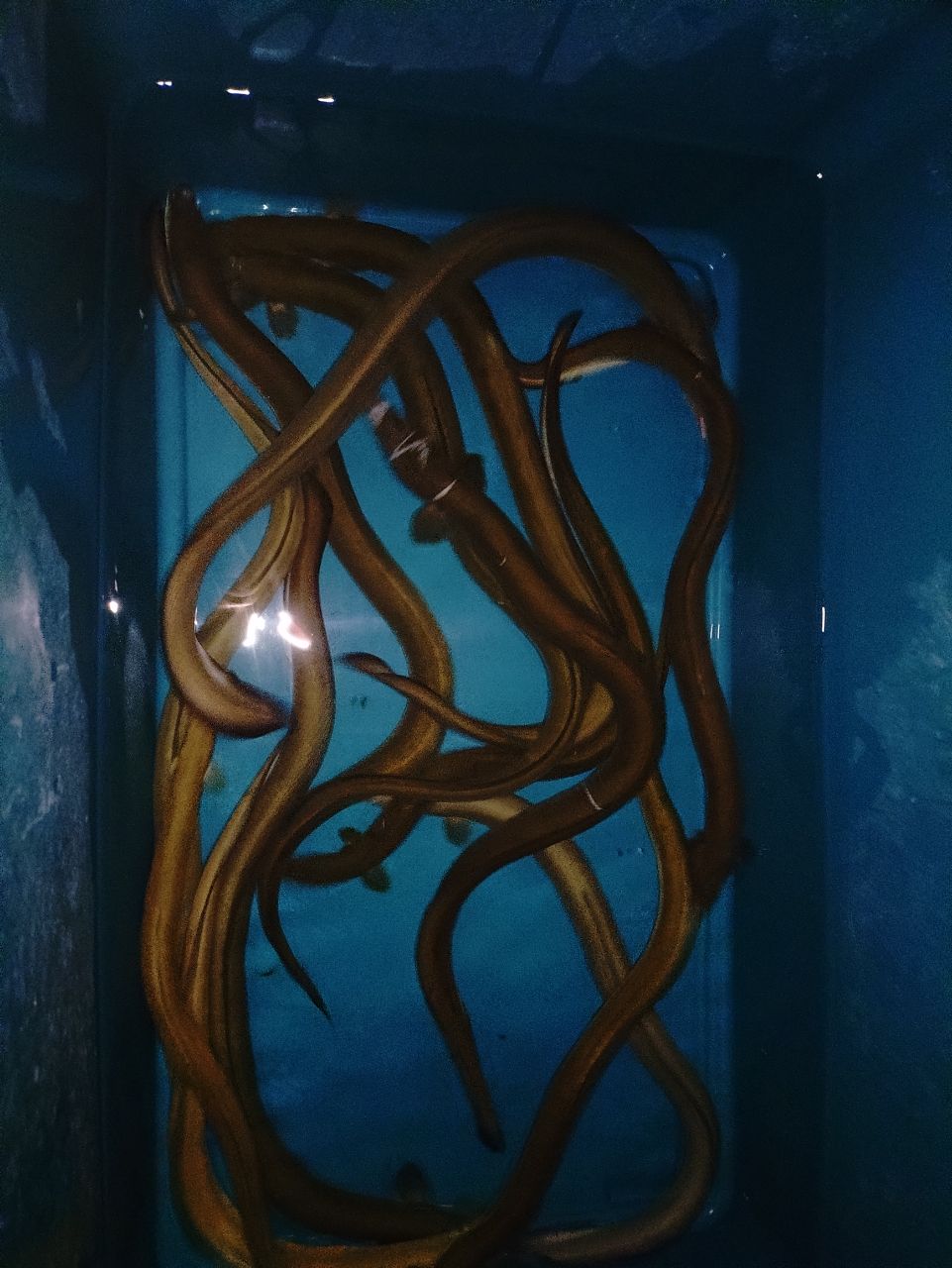 ウナギ