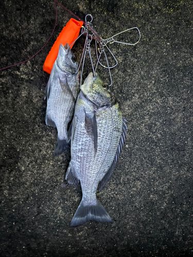 チヌの釣果