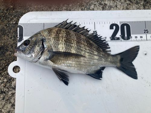 チヌの釣果