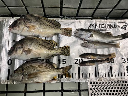 キビレの釣果