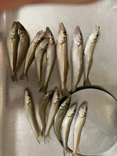 野積海岸