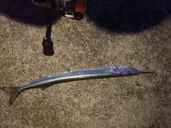 サヨリの釣果