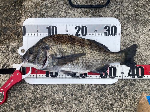 チヌの釣果