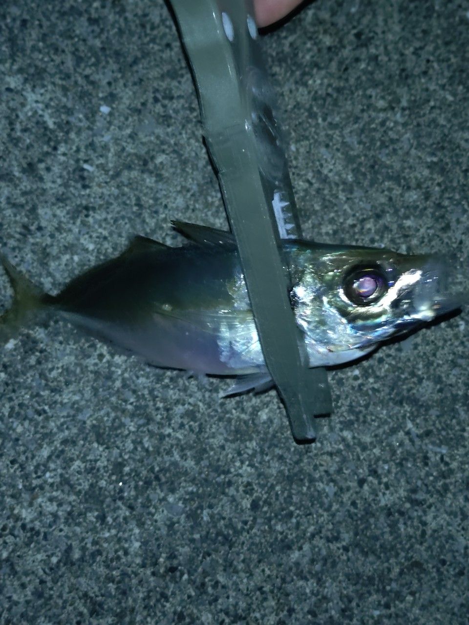 アジ