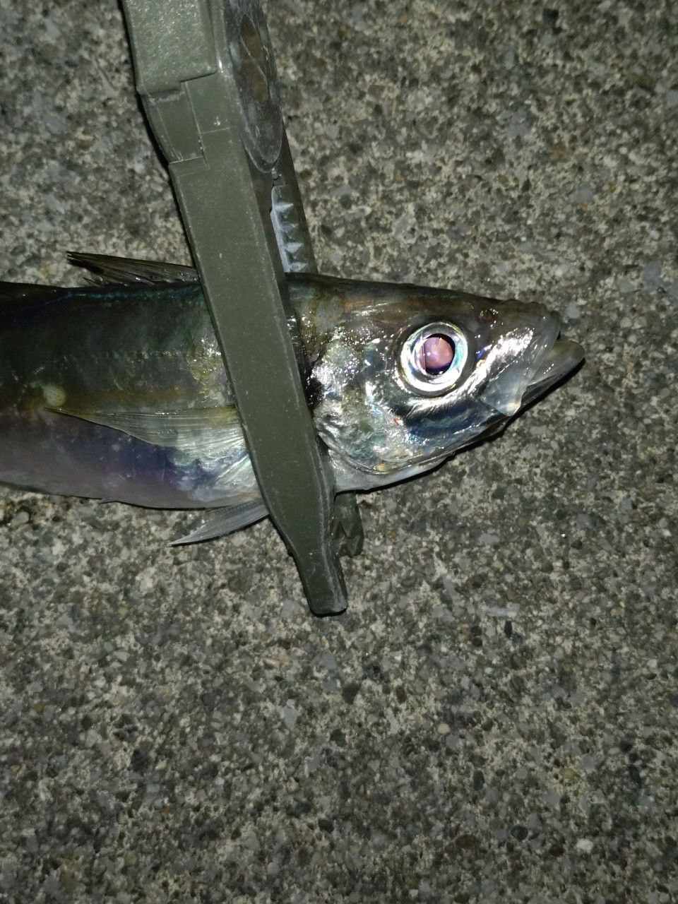 アジ