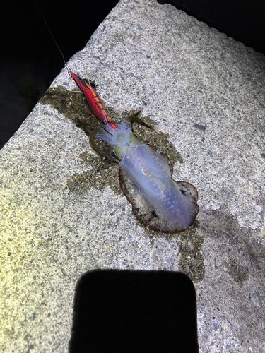 アオリイカの釣果