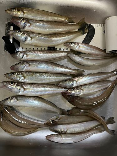シロギスの釣果