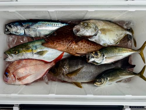 オオモンハタの釣果